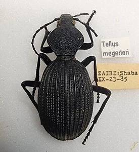 Carabidae Tefflus megerleri Zaire 33,64mm #29J Carabid Carabus Käfer Insekt - Bild 1 von 1