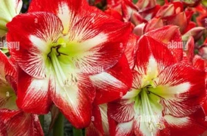 HIPPEASTRUM MINERVA : HEALTHY BULB: $99 PER BULB FREE POSTAGE - Picture 1 of 1