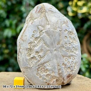 Echtes Riesen Echinoidenfossil (Dendraster), Miozän, West Java, Indonesien - - Bild 1 von 2