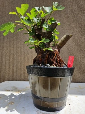 Old Fig Bonsai Tree ( Ficus Carica ),,, sale  - Image 1 of 4