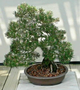 SAMEN winterhart Garten ganzjährig Pflanzensamen !i Schwarzkiefer !i Bonsai Baum - Bild 1 von 1