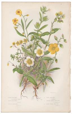 Antique 1860 Anne Pratt botanical print Flowering Plants 32 Rock-rose - Image 1 of 3