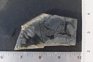 Picasso Marble    Lapidary Slab                    T1225 - Picture 1 of 10