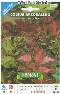 Coleus Iris Bolso Mezclado - Lechos de Flores Ribete Rocciosi-Floral - Semilla - Picture 1 of 1