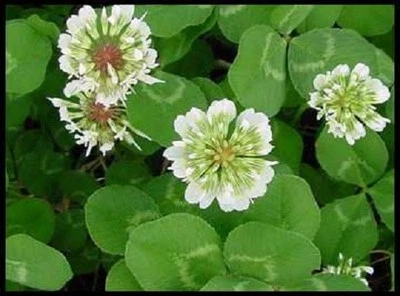 10 LBS WHITE LADINO CLOVER SEED FOR FOOD PLOT COATED AND INOCULATED FRESH SEED