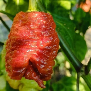 7 POD Apocalypse Caramelo , 10 semillas , Capsicum chinense (538) - Picture 1 of 1