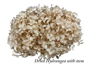 Dried Hydrangea ( multi colour ) - Picture 1 of 6