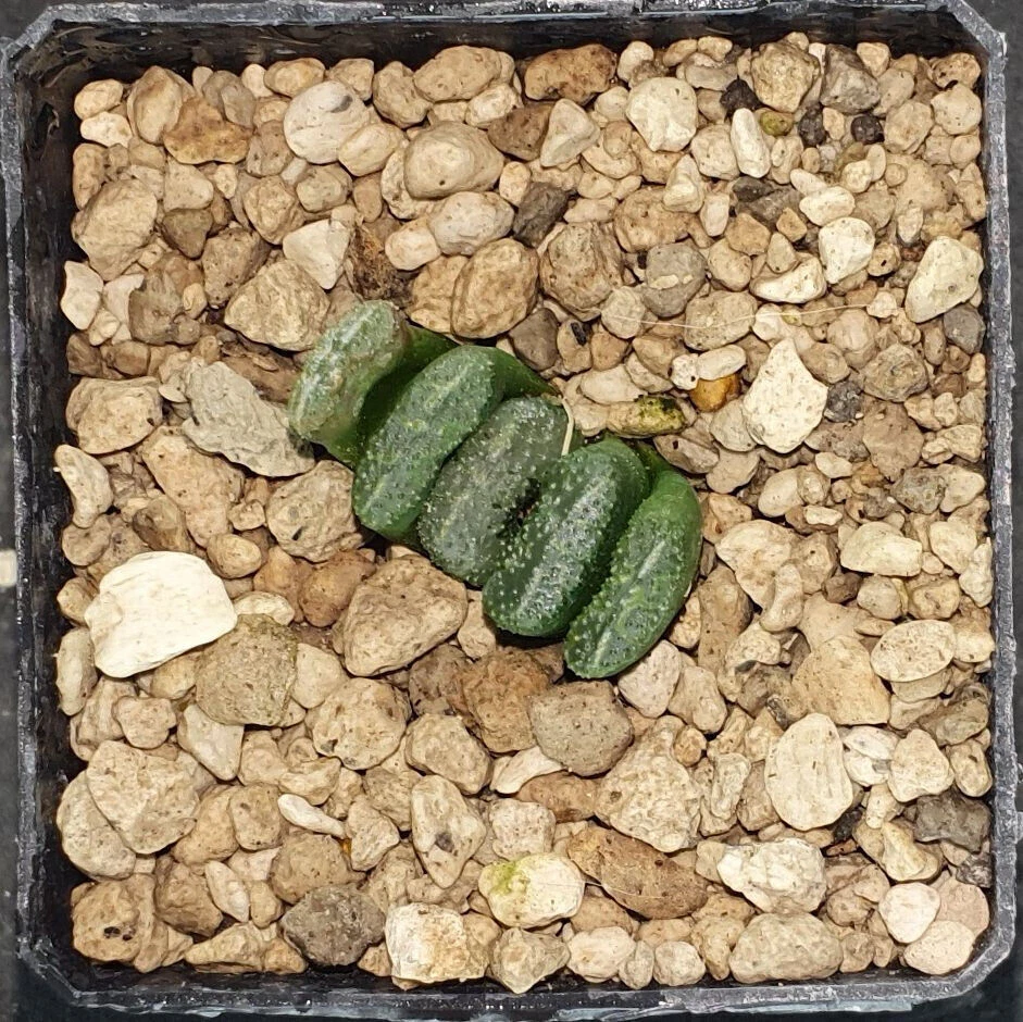 HW282 Haworthia truncata 'BLACK WARRIOR' -'KUROBUTAI', Phyto available - Imagen 1 de 1