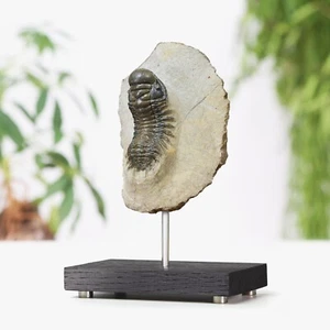 Reedops Trilobite Bespoke Solid Oak Stand Real Dinosaur Fossil Home Decor Gift - Imagen 1 de 4