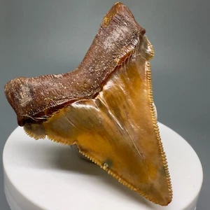 Sharply Serrated 2.23" Fossil CHUBUTENSIS Shark Tooth- Peru - Unreal Colors - Picture 1 of 6