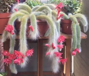 HILDEWINTERA COLADEMONONIS 10-20CM WHITE 'MONKEY TAIL' CACTUS SUCCULENT CUTTINGS - Picture 1 of 13
