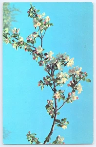 Vtg Postcard Michigan State Flower Apple Blossom Saranac MI Avery 56-1 - Picture 1 of 2