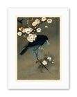 Koson Crow & Blossom Canvas art Prints
