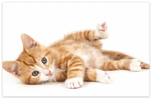 Wallario Teppich Fußmatte ab 50x70cm -Motiv Süße Katze großen Augen - rot weiß - Bild 1 von 7