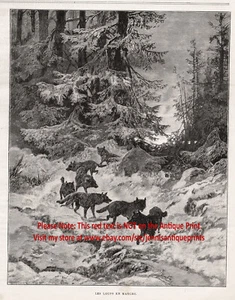Pack de lobos caza en invierno por la noche, impresión antigua de los años 1890 y artículo - Imagen 1 de 3
