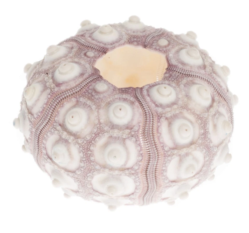 NaDeco Seeigel Gehäuse Sputnik (Sputnic) | Phyllacanthus imperiali | Tillandsien - Bild 1 von 1