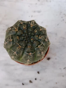 Gymnocalicium baldanium planta suculenta raiz maceta 5 cm - Imagen 1 de 3