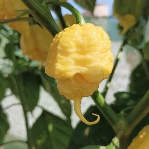 Creamo , 10 semillas , Capsicum chinense (600) - Picture 1 of 3