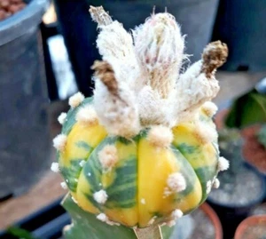 Astrophytum asterias NUDUM variegate japan cactus 10 SEED + PHYTO certificate - Picture 1 of 3