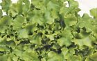 40x Ökologische Samen Salad Bowl - Ökologische Samen Gemüse KS539