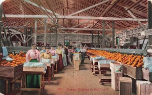 WOMEN PACKING ORANGES IN CALIFORNIA c1910 VINTAGE POSTCARD 060825 U - Imagen 1 de 2