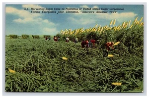 Postcard: FL Harvesting Sugar Cane, Everglades, Clewiston, Florida - Unposted - Picture 1 of 2