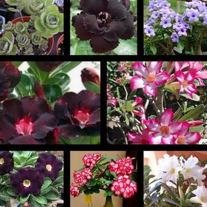 6 Rosas Del Desierto Adenium Y 100 Semillas De Kalanchoe - Picture 1 of 2