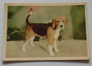 Parkhurst Dr. Ballard's Dog Food Hounds Dogs Cards 1957 Beagle Card # 14 - Picture 1 of 2