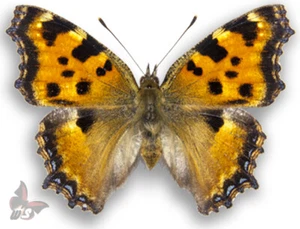 Nymphalis polychloros, UNMOUNTED butterfy - Picture 1 of 1