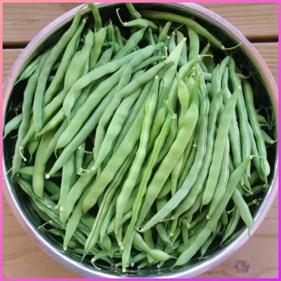 Türkische Buschbohne Oturak İnce Fasulye Bohnen Samen Bohnen Genuss Samenfest - Bild 1 von 1