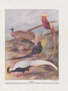Prachtfasane Argusfasan Golden Pheasant Colour Printing By 1912 Phasianidae - Picture 1 of 1