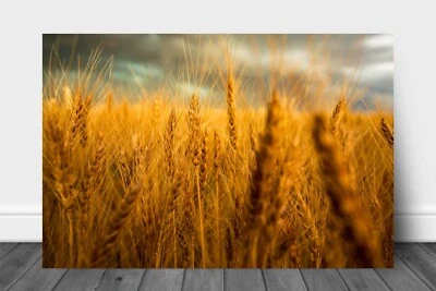 Wheat Field Metal Print: Colorado Grain Stalks Farm Country Plains Wall Art - Image 1 of 4