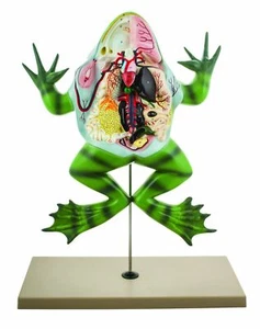 Eisco Labs Frog Dissection modello ( Bull Frog) su supporto - Foto 1 di 6