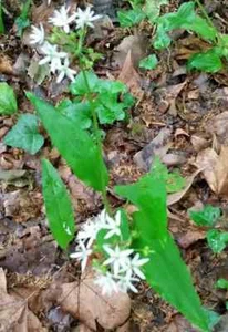 10 Bulb Wild Garlic (Garlic Of Bear) Spice,Bio,Organic,Savage,Perpetual Garden - Picture 1 of 4