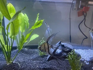 Angel Fish. - Picture 1 of 3