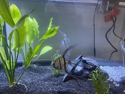 Angel Fish.  - Image 1 of 3