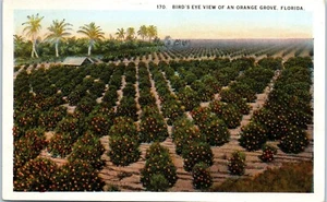 Bird's Eye View of an Orange Grove in Florida 1914 Postcard - Picture 1 of 2