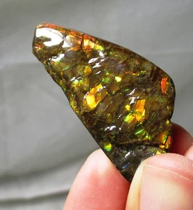 Fossil Ammolite with various colors - ammonite, Alberta, Canada . - Picture 1 of 4