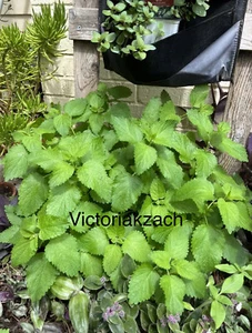 Lemon Balm Seeds Mosquito Repellant Edible Herb Garden Easy Heirloom Tea NonGMO - Picture 1 of 7