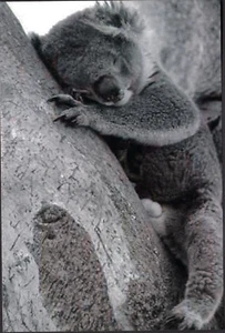 Koala Oso Marsupial Animal Australia c. 1950 Tamaño Postal Foto Reimpresión - Imagen 1 de 1