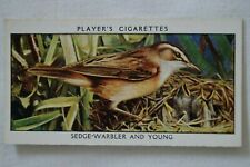 Wild Birds Vintage 1932 Pre WWII John Player & Sons Card Sedge Warbler and Young