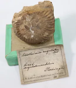 Ammonite, Schlotheimia angulata, Giura, Hettang, Plochingen, Germania-k944 - Foto 1 di 4