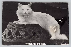 Scandia Kansas, süße weiße Katze, wacht auf dich, Mini Vintage Postkarte - Bild 1 von 2