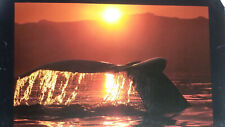 Bob Talbot- Signed "Soleil Humpback Whale"- (1990)- Printed Art Poster- 32 x 24