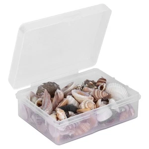 Jewelry Craft Shell Sea Snail Set Natural Seashell Conch Wedding Home Ornament - Picture 1 of 22