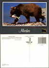 Brown bear Alaska vintage postcard
