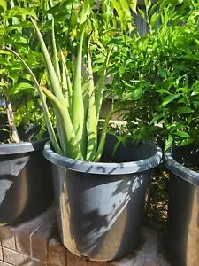 1× Aloe Vera plant - barbadensis-Miller -organic-edible bare rooted Length 50cm - Picture 1 of 3