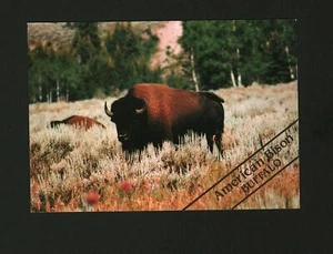 Unused Postcard Americam Bison #5710 - Picture 1 of 1