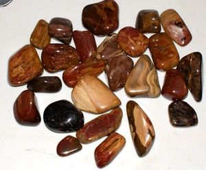 Madera Petrificada Pulida Chinchilla Wandoan Premium 1 kg Rocas de Cristal - Imagen 1 de 8