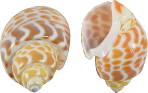 Babylonia Spirata Craft Seashells Bulk Bag 1.5-2" 1 Kilo (appx. 230 pc) - Picture 1 of 1